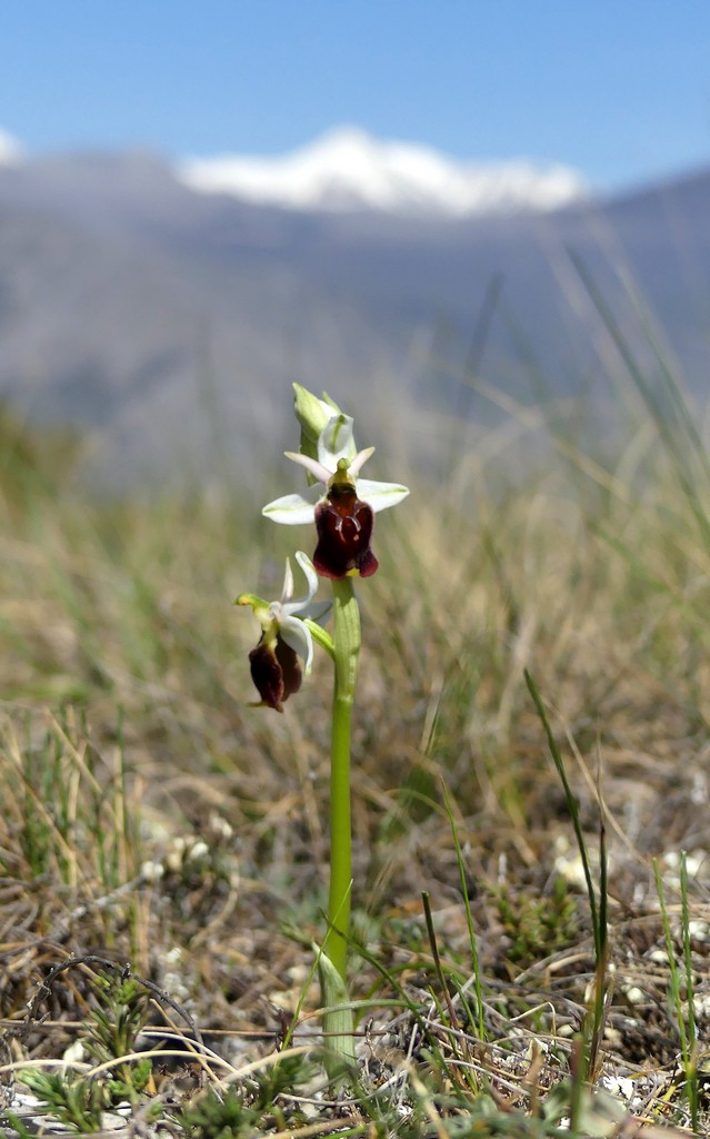 Ophrys crabronifera nellAbruzzo aquilano - aprile  2022.